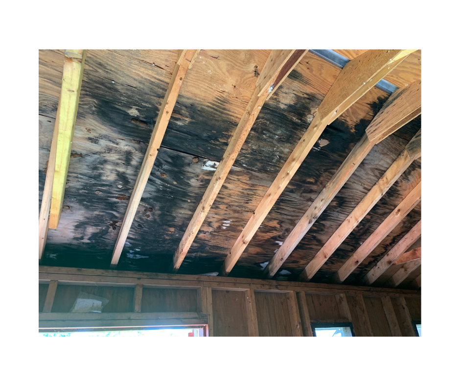 Mold remediation in progress